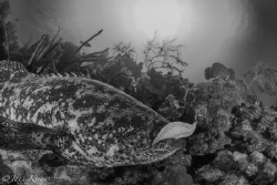Dinner Time! Goliath Grouper eating a yellow stingray. by Jaxx Kienas 
